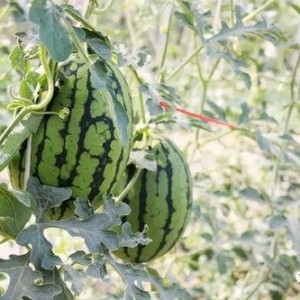 今日吃瓜热门大瓜必看大瓜网红