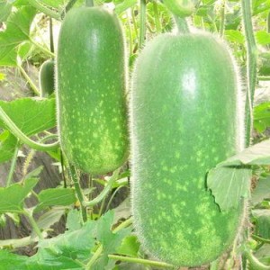 网红大瓜博雅吃瓜视频最全观看,全网最全大瓜集锦,一网打尽网红热点